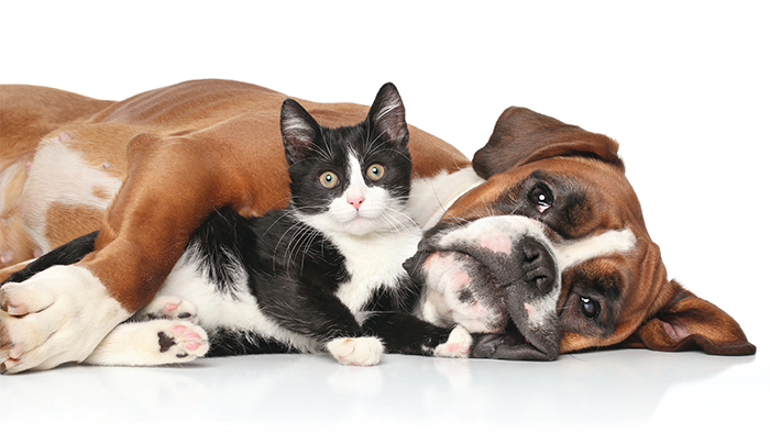 Pet Health Animals To The Rescue Pharmacy Magazine